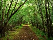 Rossacroo-na-loo Wood Near Kilgarvan County Kerry Ireland